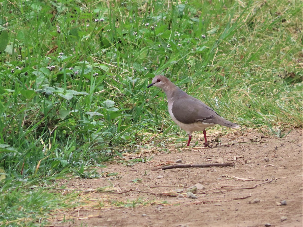 White-tipped Dove - Hugo Foxonet