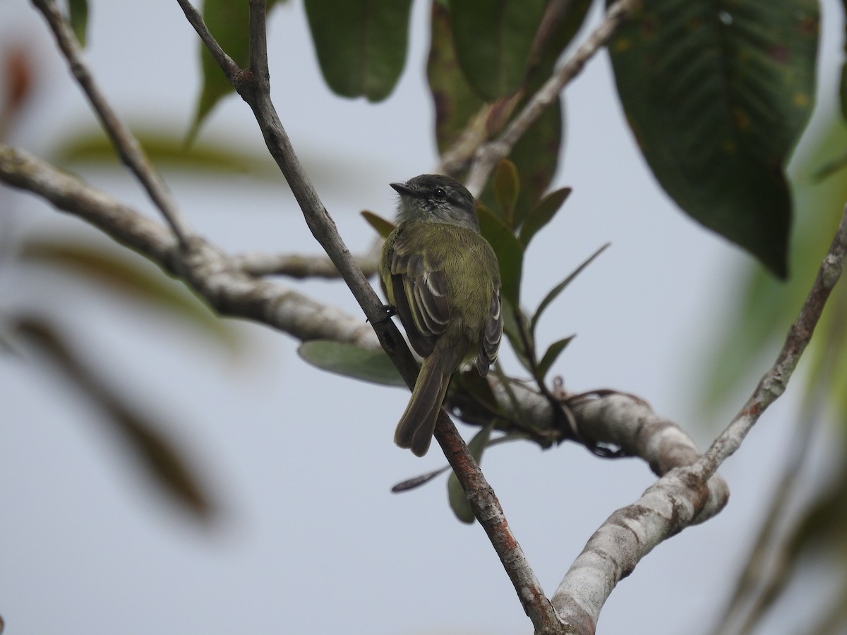 Sooty-headed Tyrannulet - ML429551781