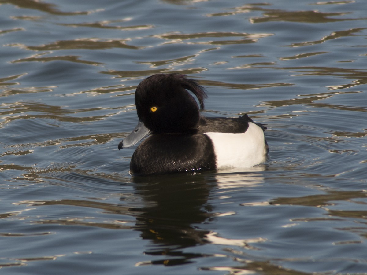 Tufted Duck - Glenn Kincaid