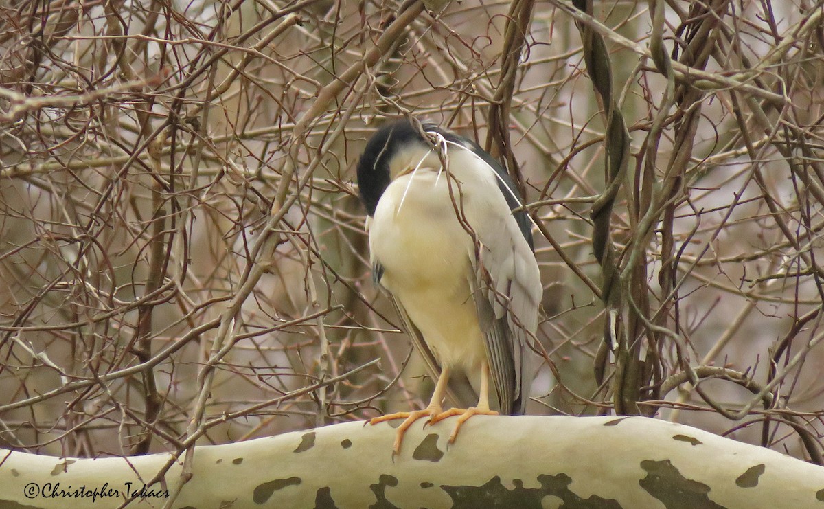 Black-crowned Night Heron - ML429553321