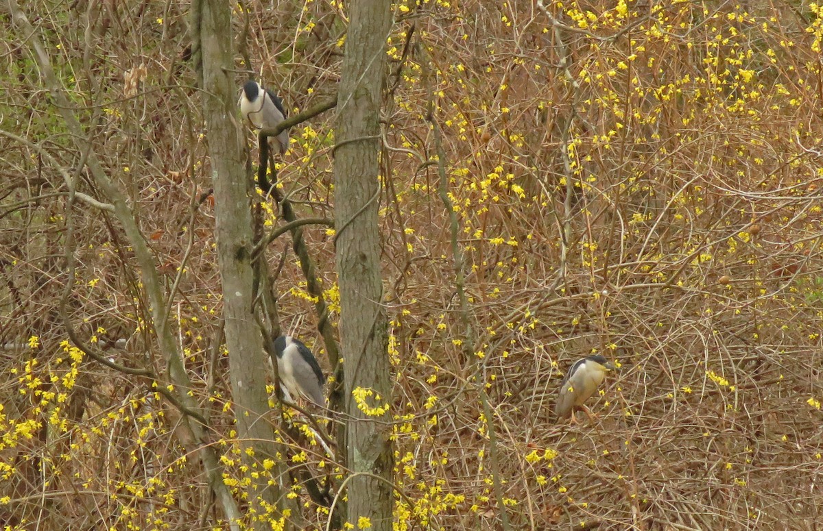 Black-crowned Night Heron - ML429553331