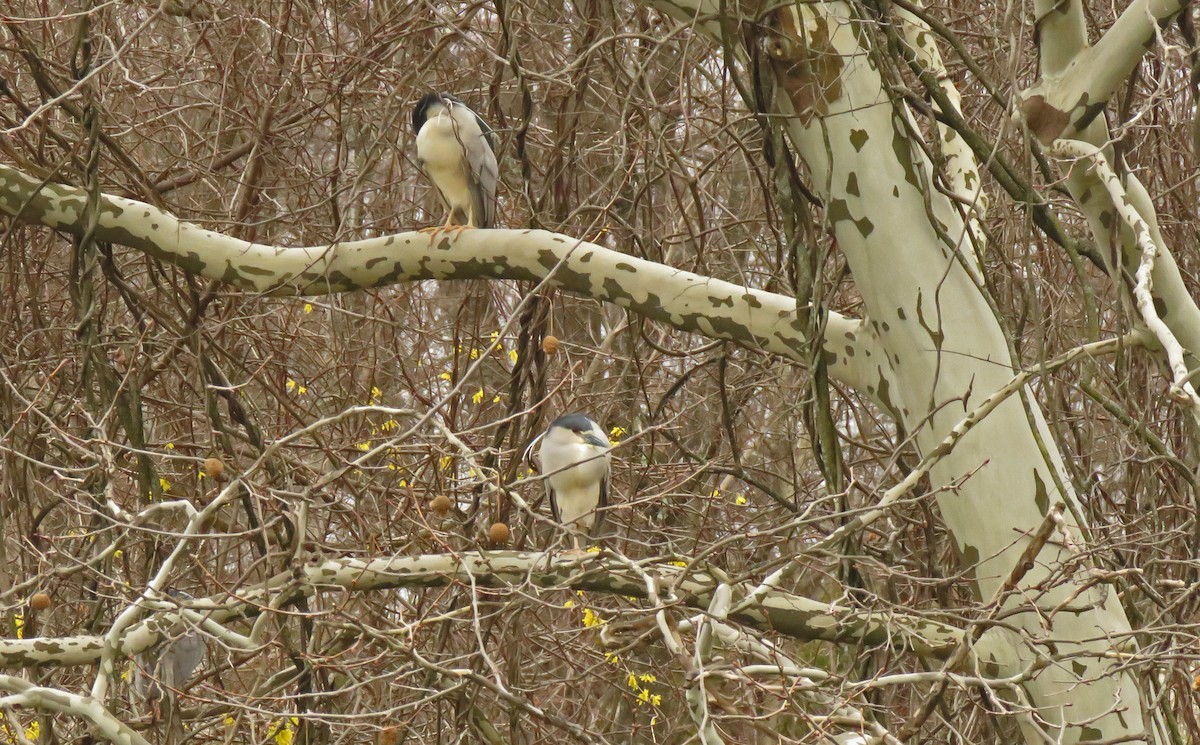 Black-crowned Night Heron - ML429553341