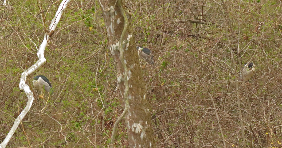 Black-crowned Night Heron - ML429553361