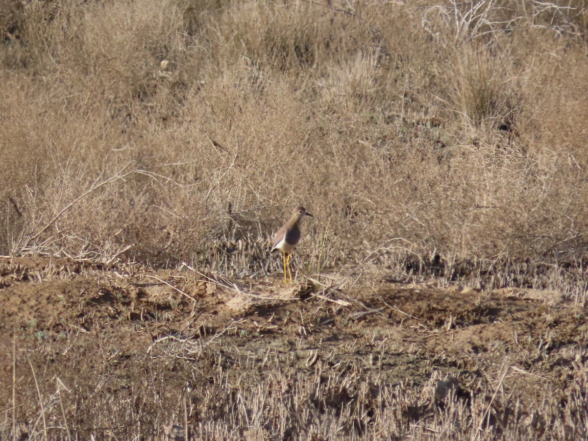 White-tailed Lapwing - ML429553441