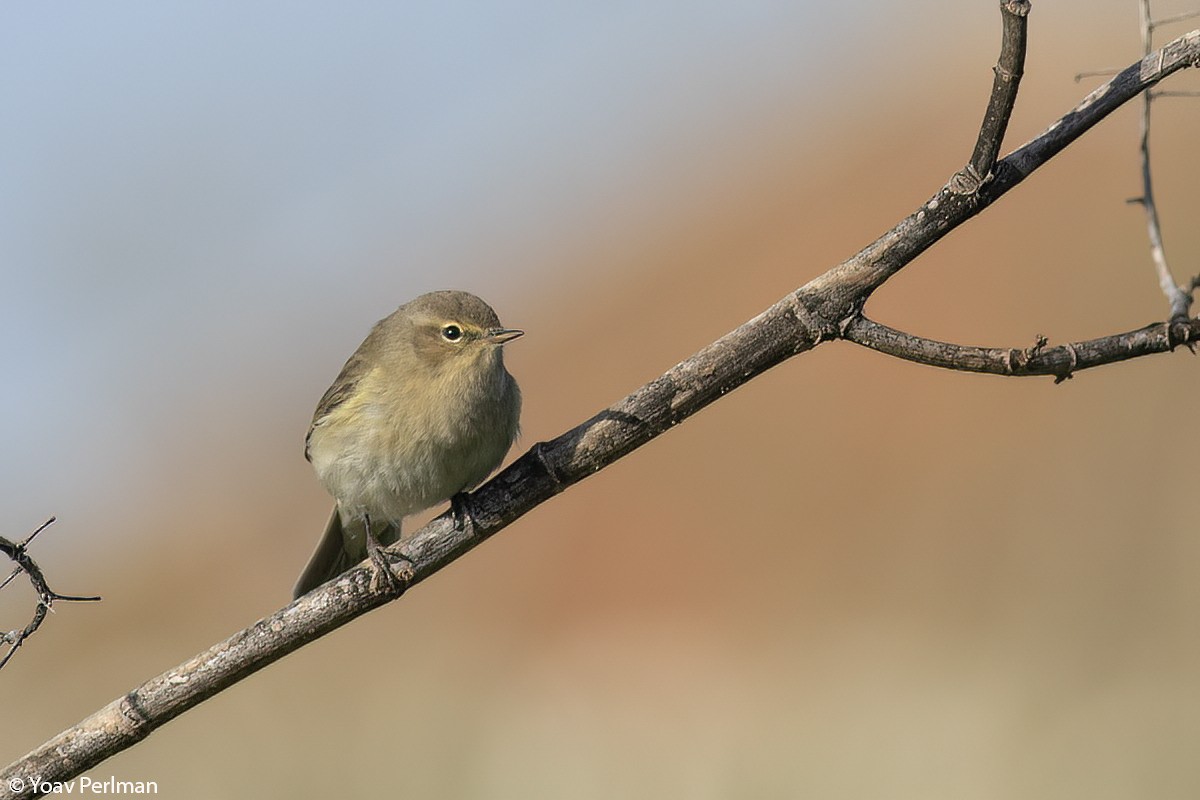 Common Chiffchaff - ML429553691