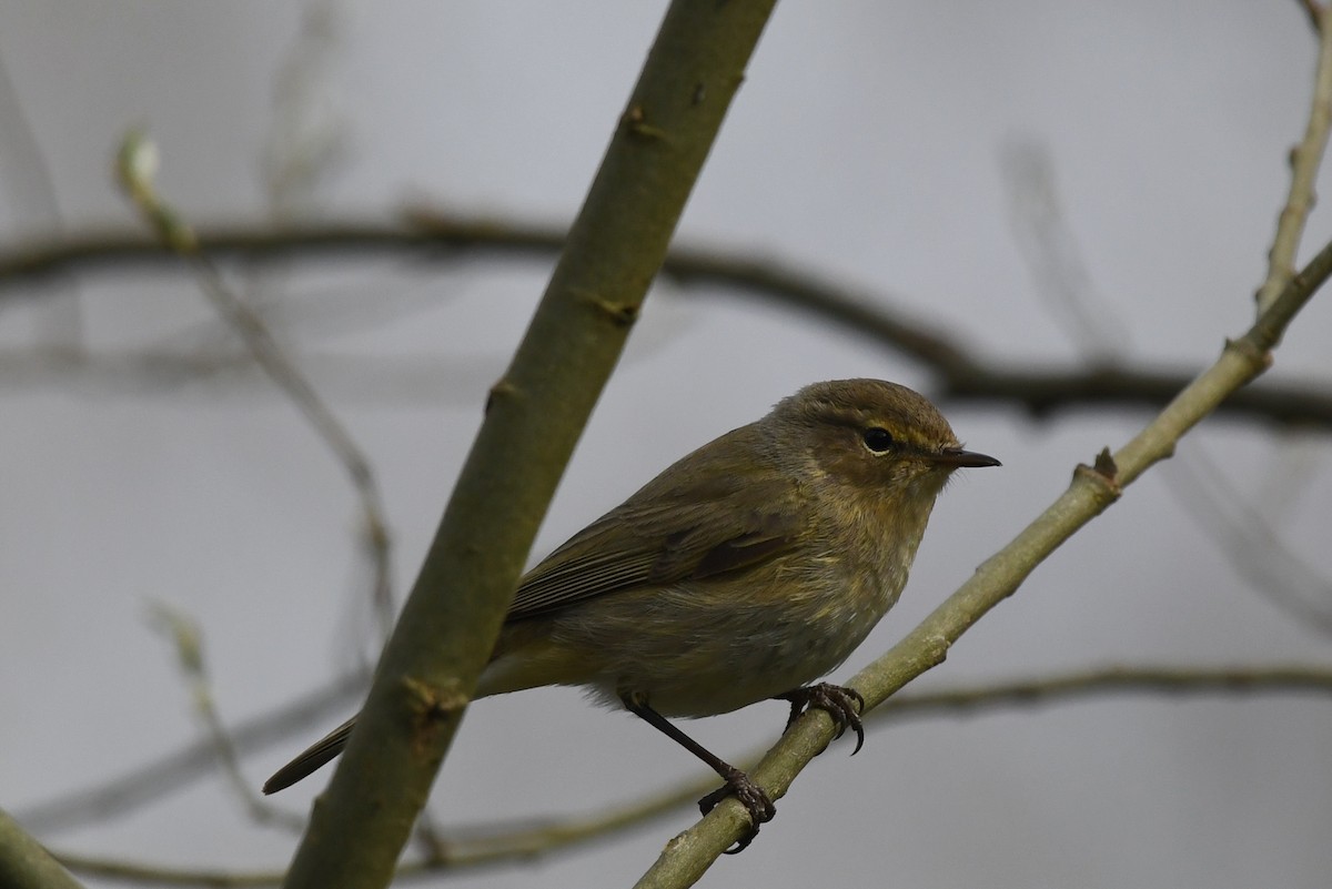 Common Chiffchaff - ML429554211