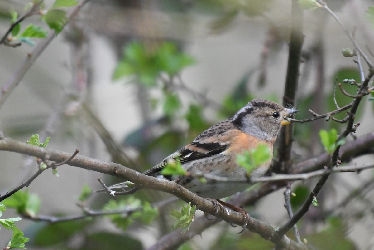 Brambling - ML429554251