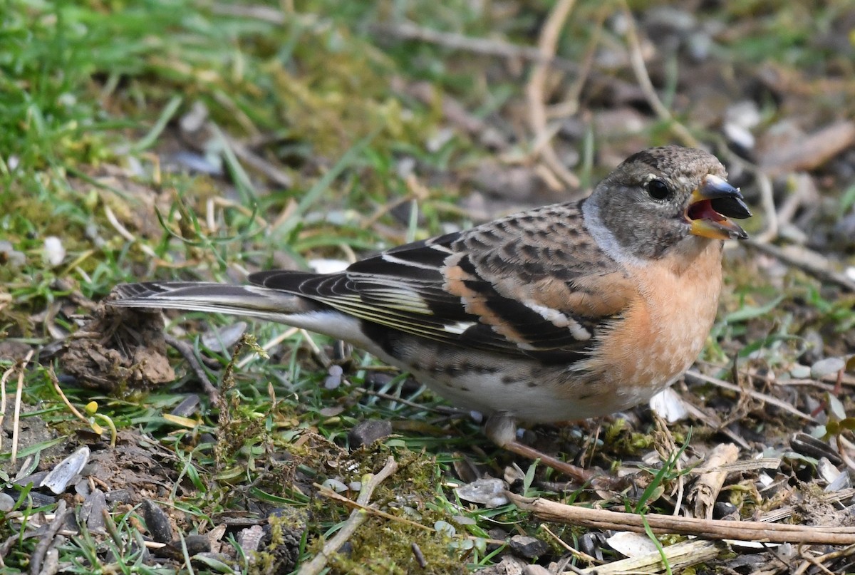 Brambling - Anne Nightingale