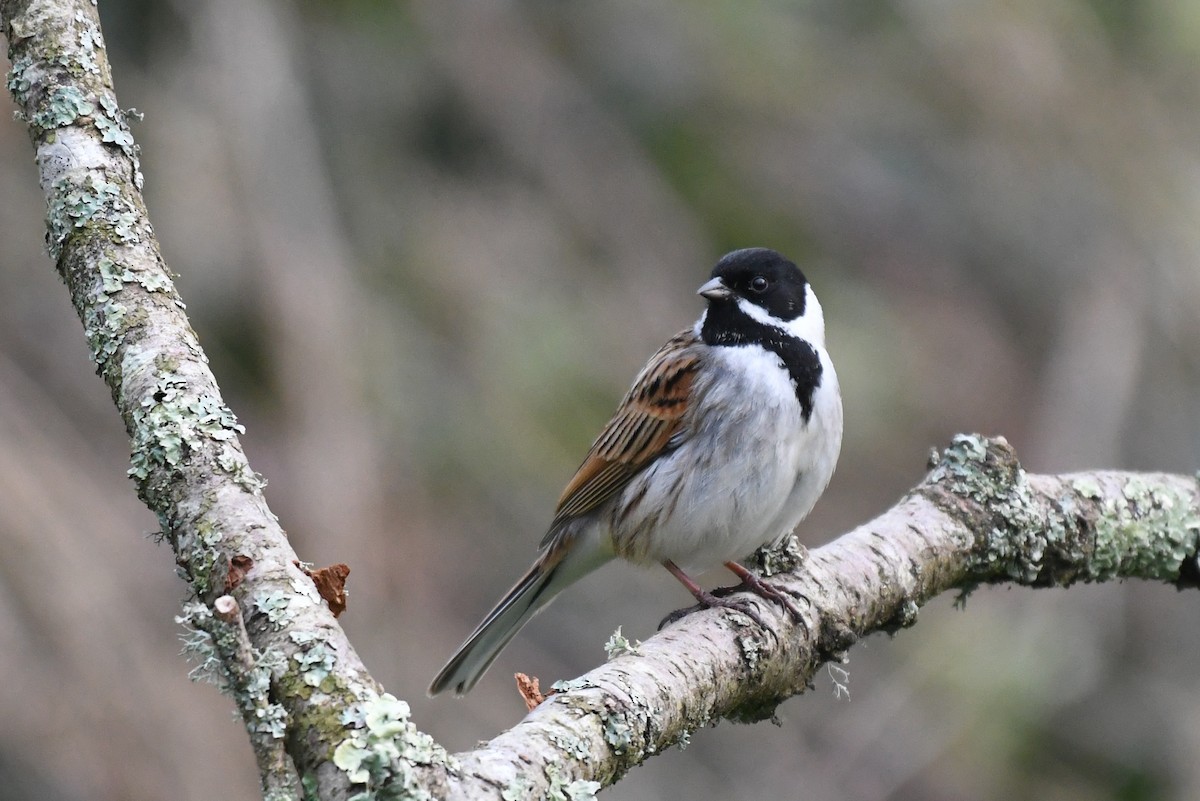 Reed Bunting - ML429554321