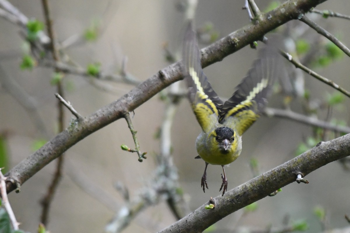 Eurasian Siskin - ML429554371