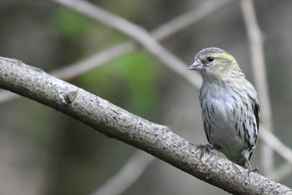 Eurasian Siskin - ML429554401