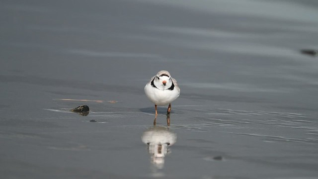 Piping Plover - ML429555301