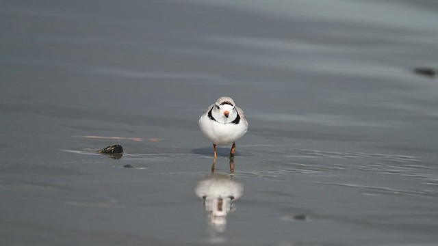 kulík pisklavý - ML429555301