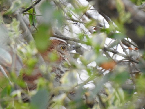 Brown Thrasher - ML429555371