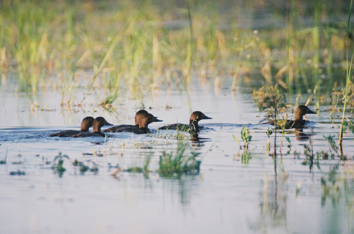 Common Pochard - ML42955811