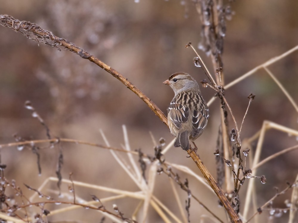 White-crowned Sparrow - Stefan Minnig