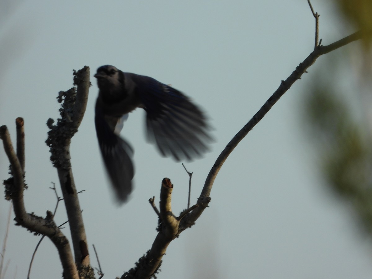 Blue Jay - ML429562861