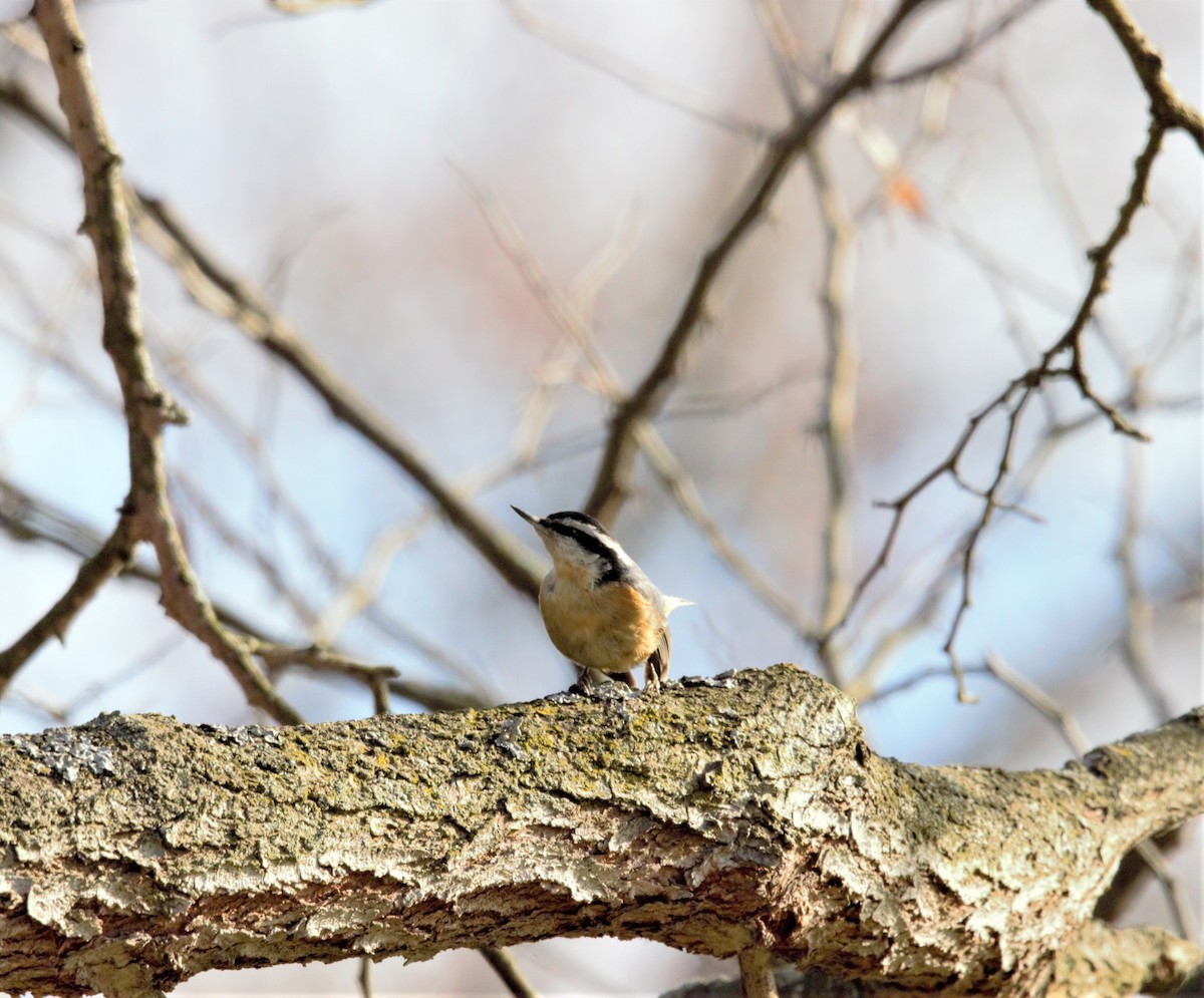 Red-breasted Nuthatch - ML429563051
