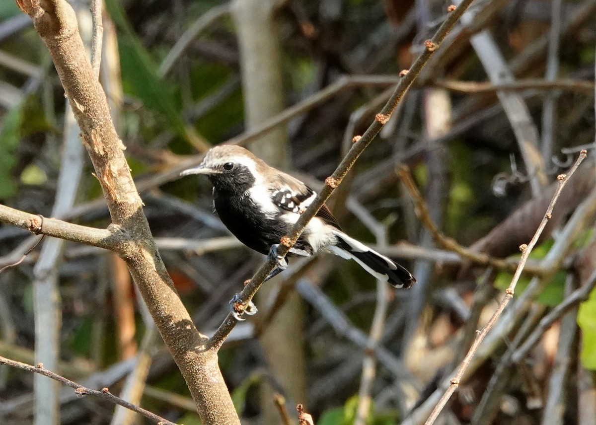 Northern/Southern White-fringed Antwren - ML429563741