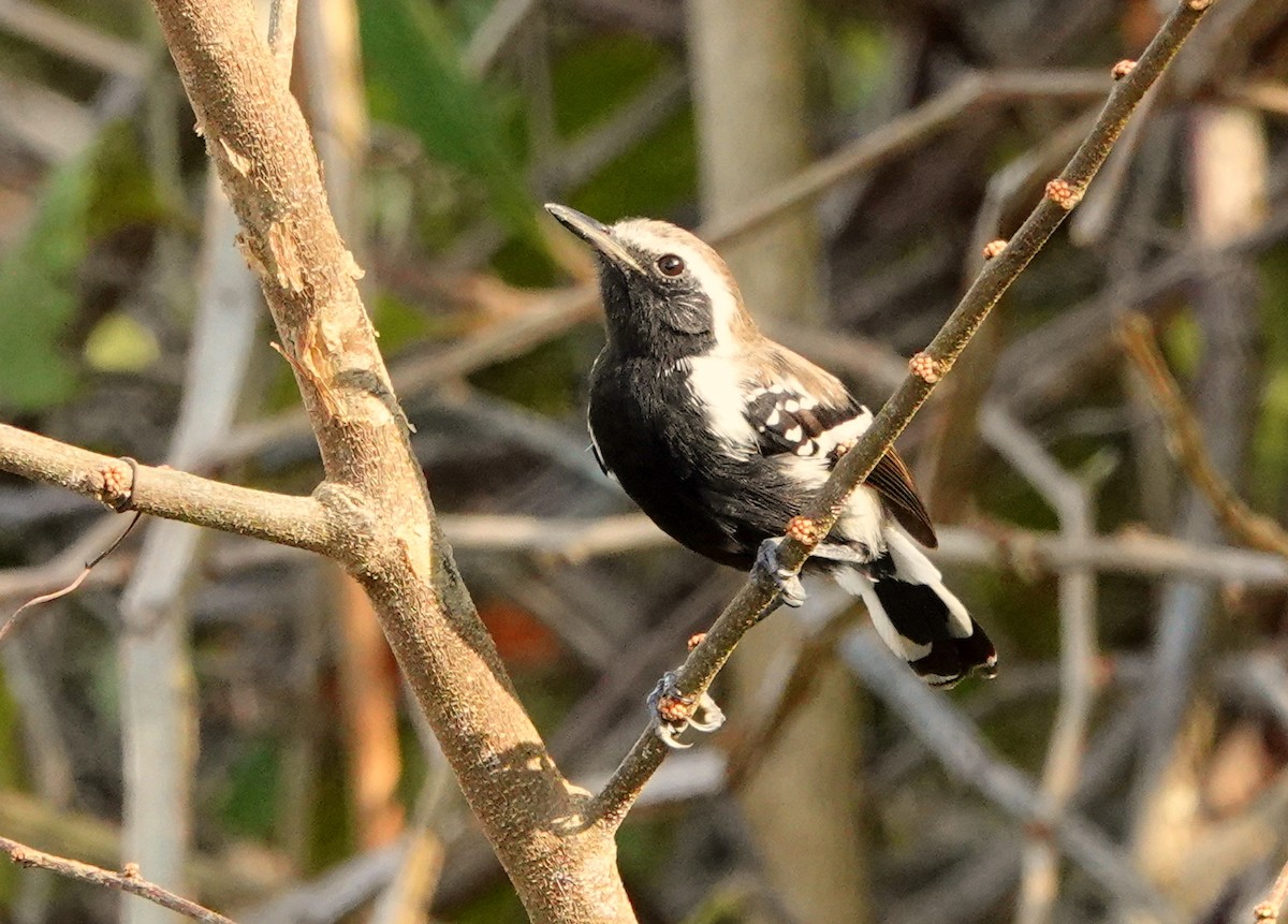 Northern/Southern White-fringed Antwren - ML429563781