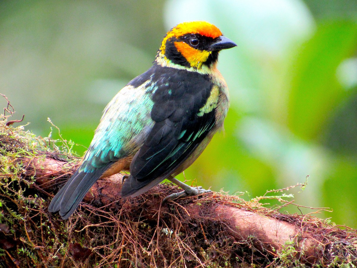 Flame-faced Tanager - ML429564291