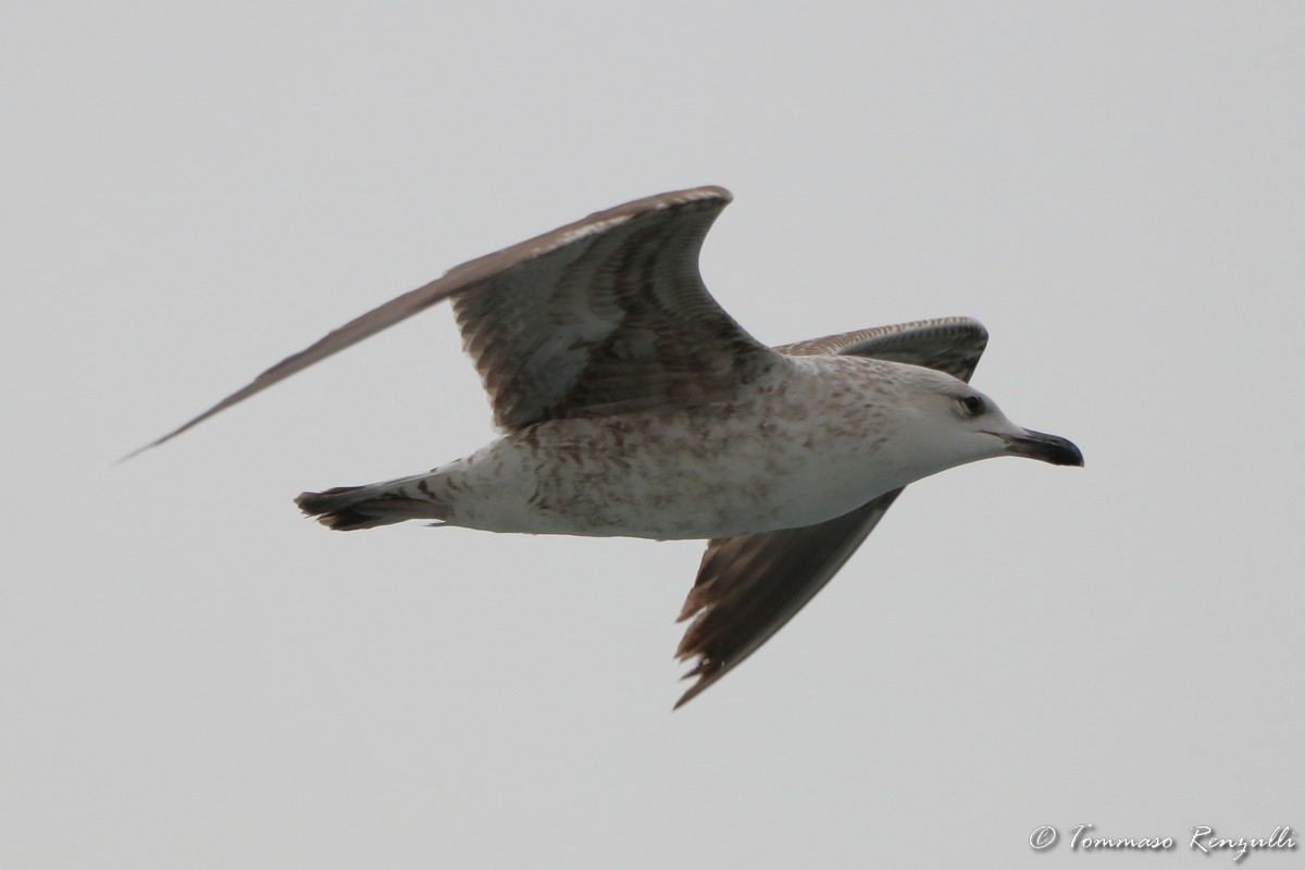 Yellow-legged Gull - ML429564411