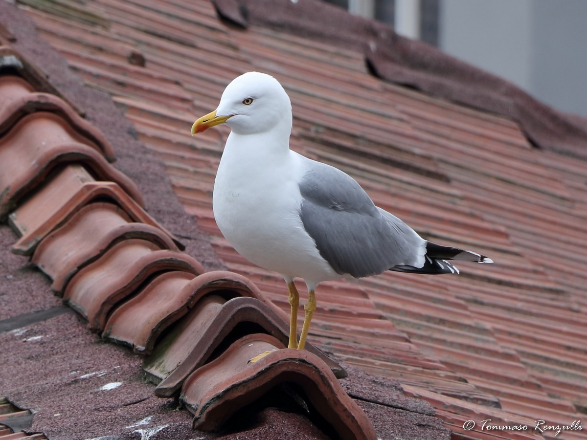 Yellow-legged Gull - ML429564421