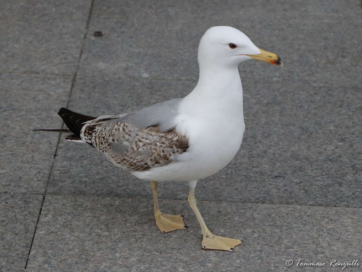 Yellow-legged Gull - ML429564431