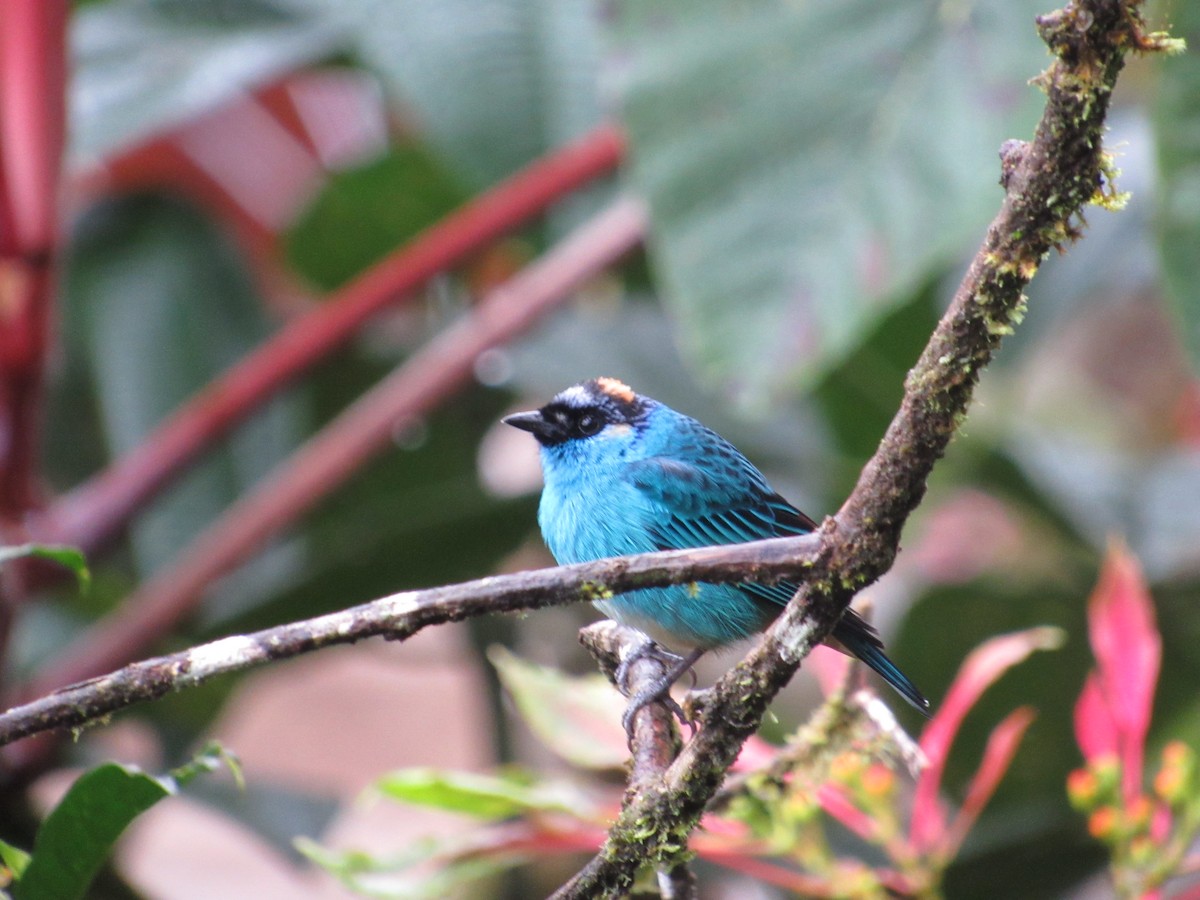 Golden-naped Tanager - ML429564441
