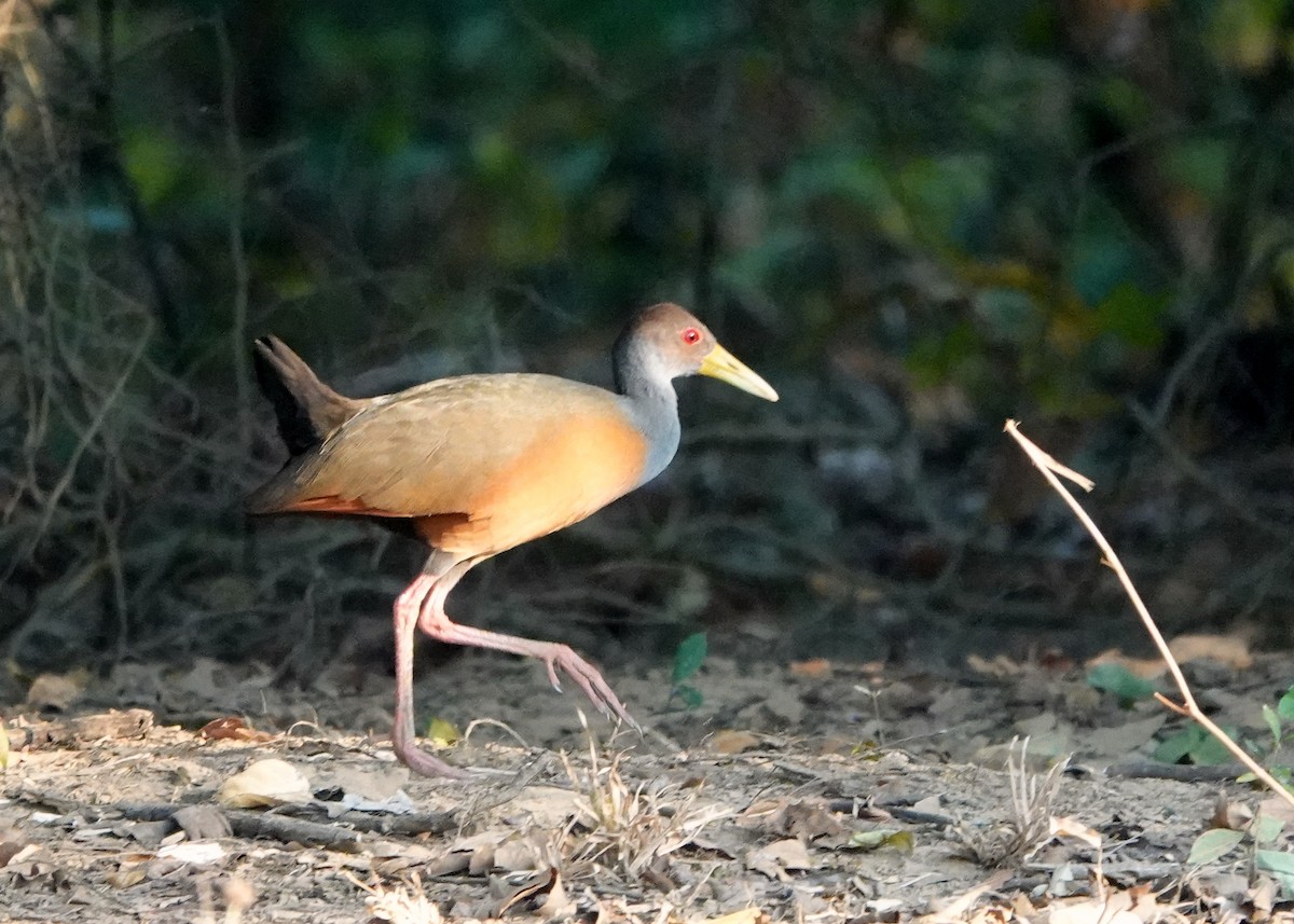 Gray-cowled Wood-Rail - ML429564951
