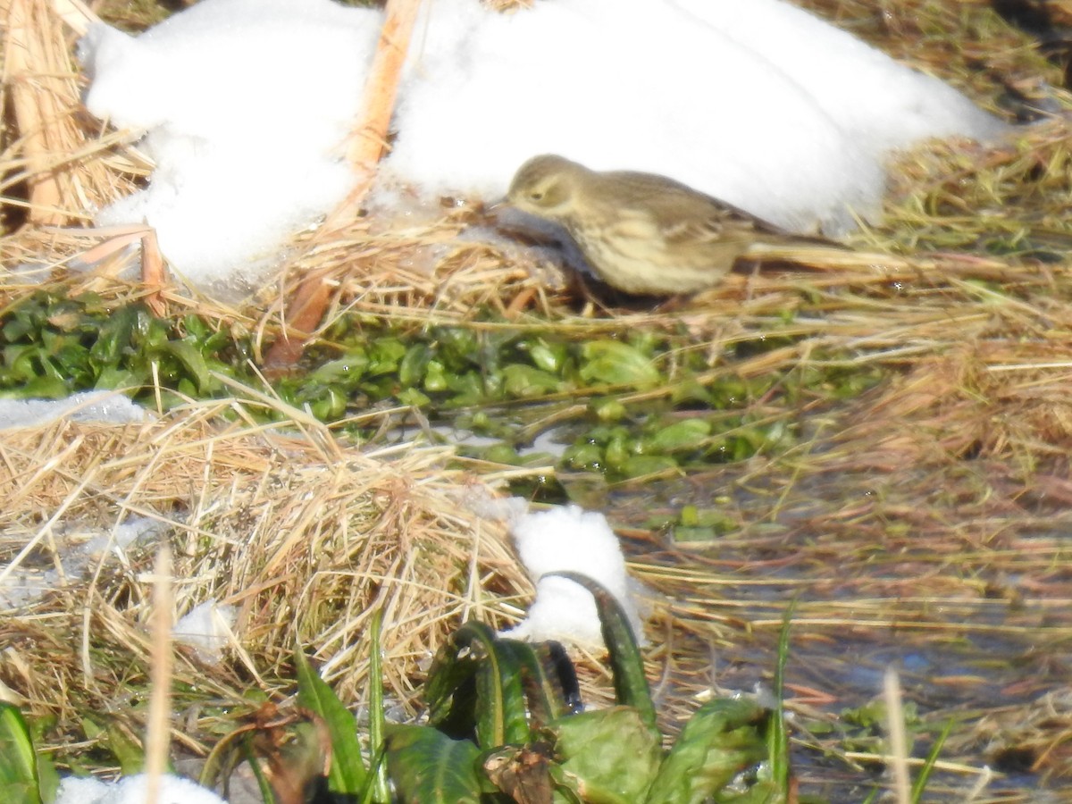 American Pipit - ML42956581
