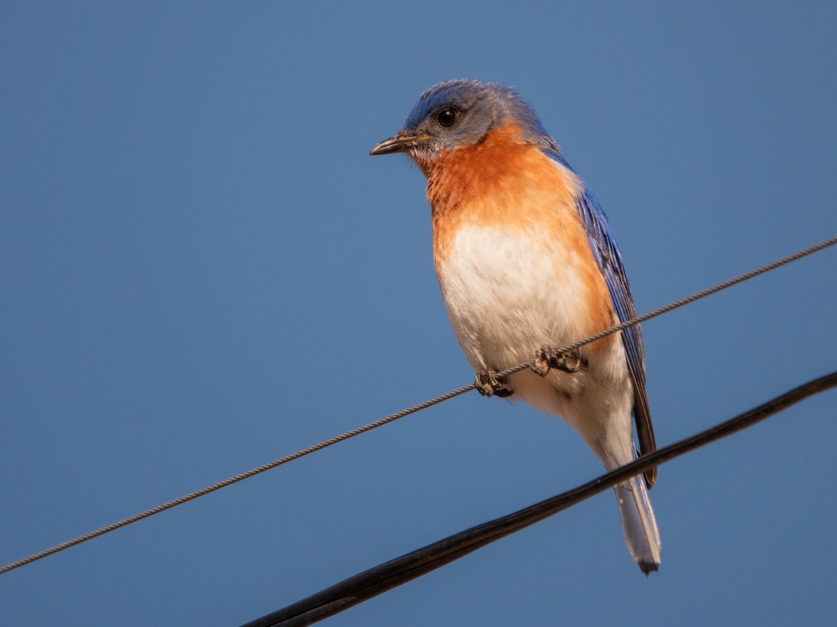 Eastern Bluebird - wendy wright