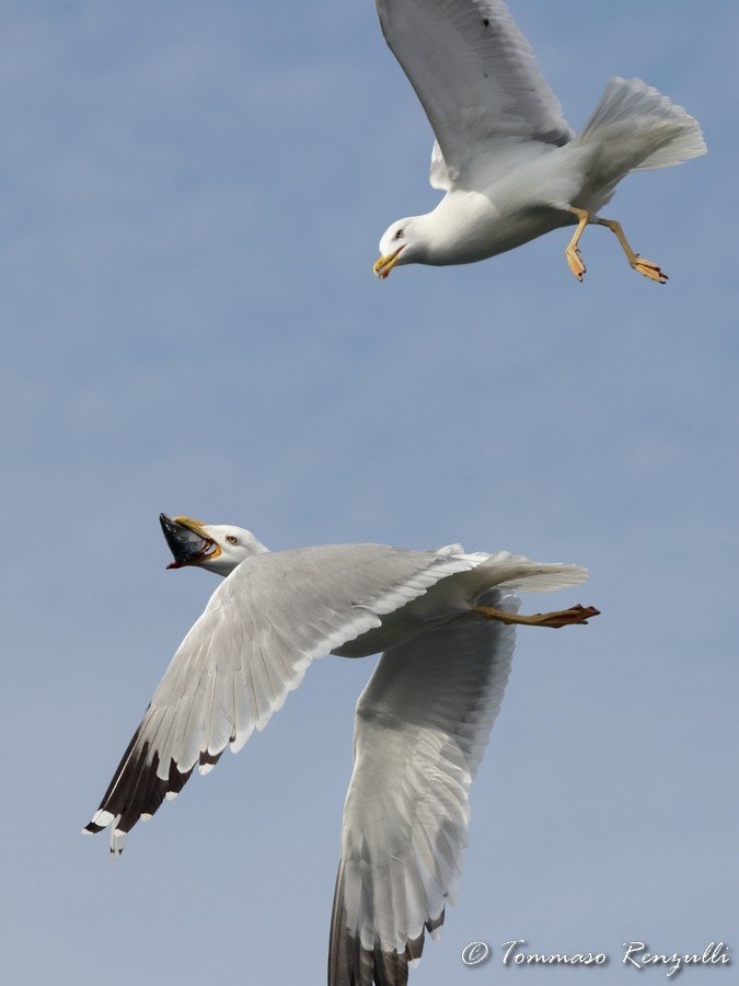 Yellow-legged Gull - ML429566531