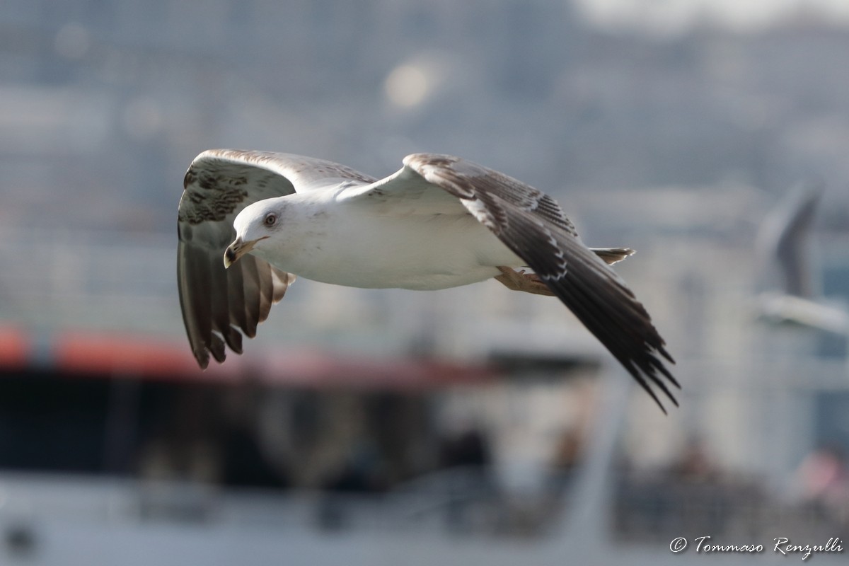 Goéland leucophée - ML429566551