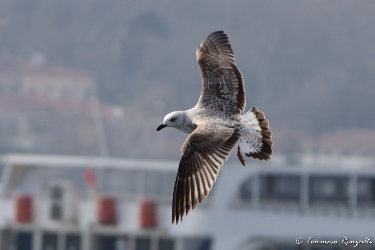Yellow-legged Gull - ML429566601