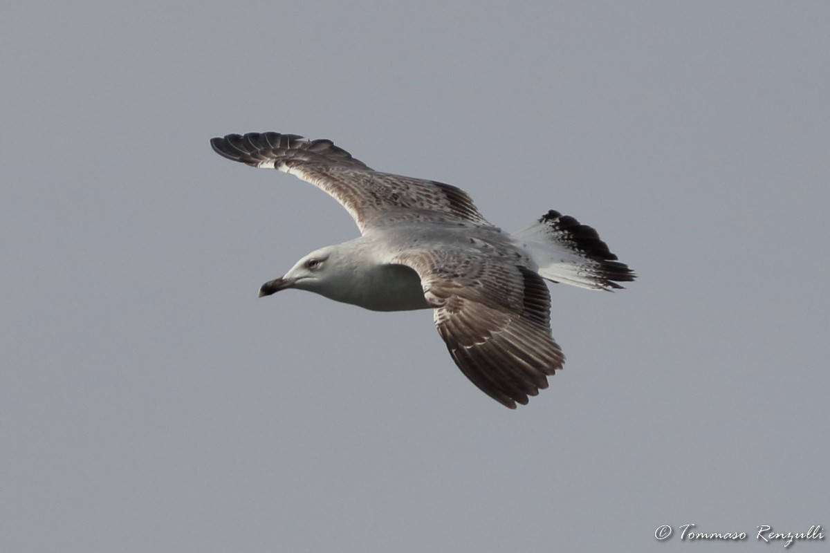 Yellow-legged Gull - Tommaso Renzulli