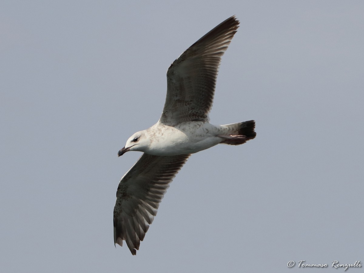 Goéland leucophée - ML429566621