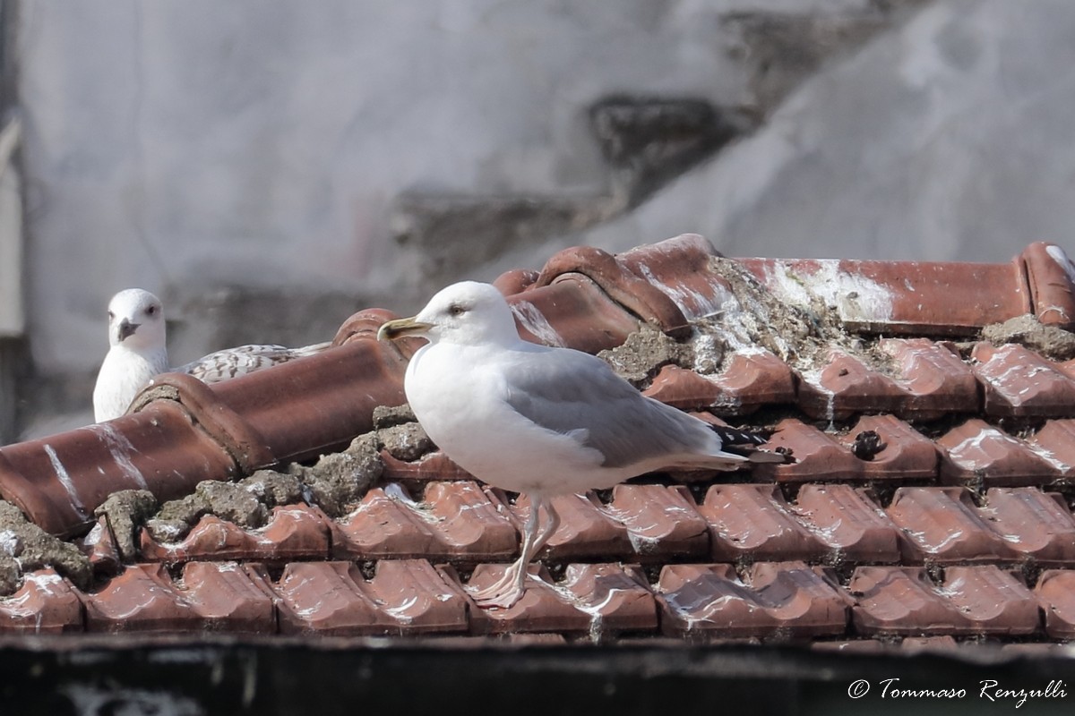 Yellow-legged Gull - Tommaso Renzulli