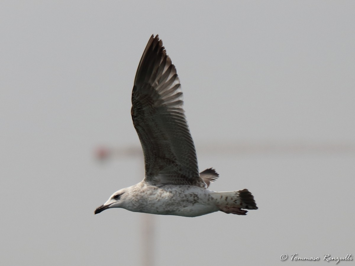Yellow-legged Gull - ML429566641