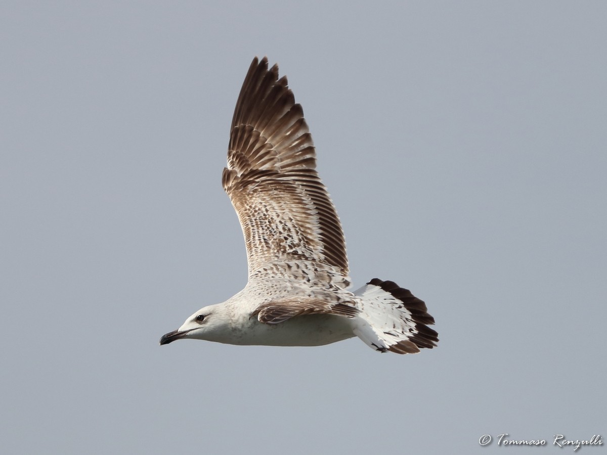 Yellow-legged Gull - ML429566651