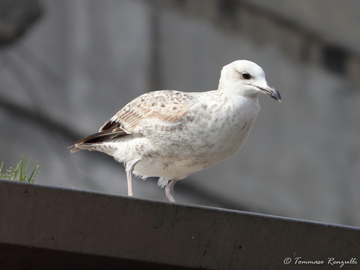 Yellow-legged Gull - ML429566681