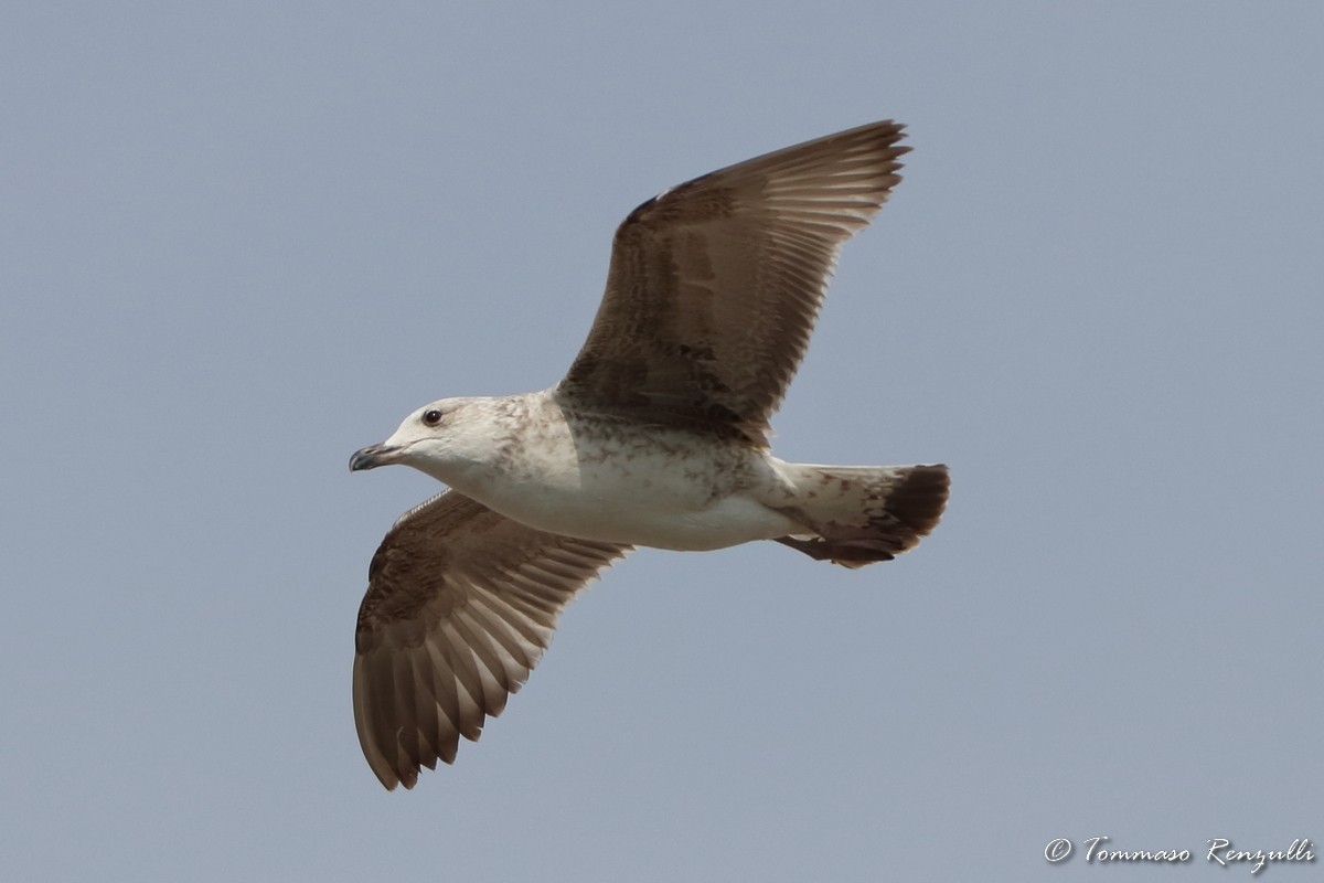 Yellow-legged Gull - ML429566701