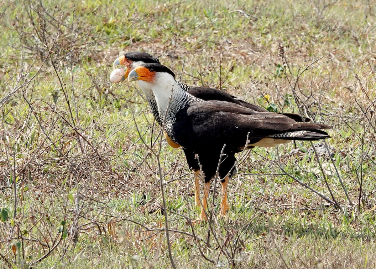 Crested Caracara - ML429567281