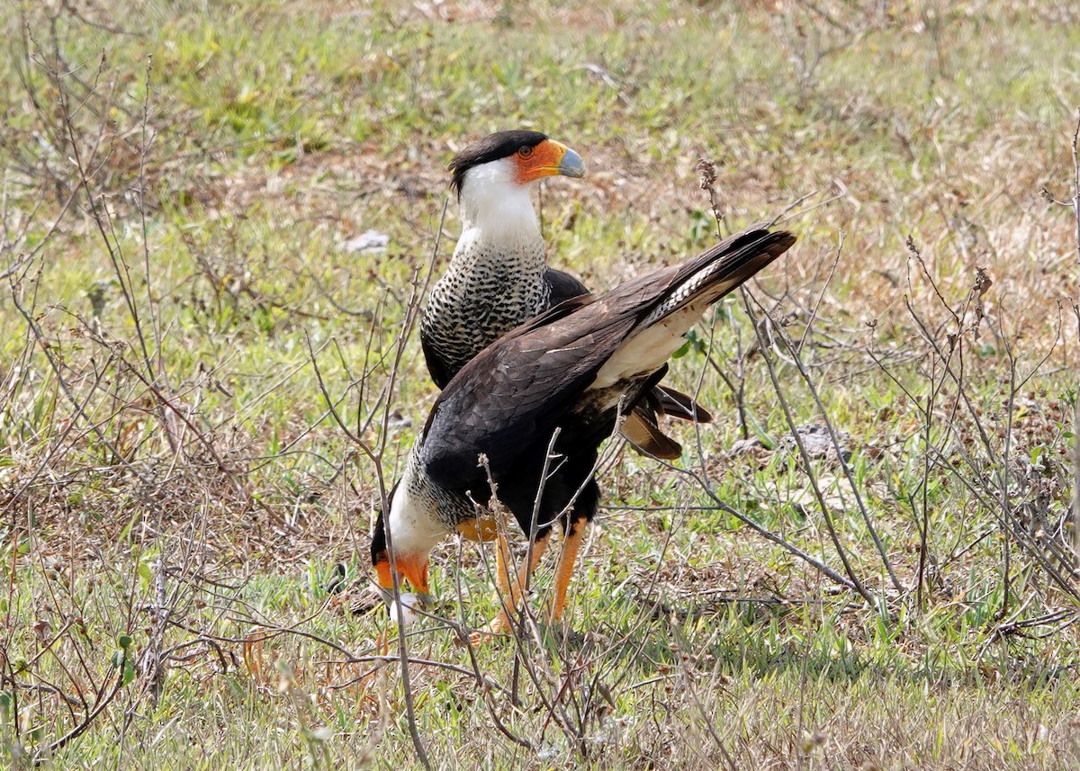 Crested Caracara - ML429567291