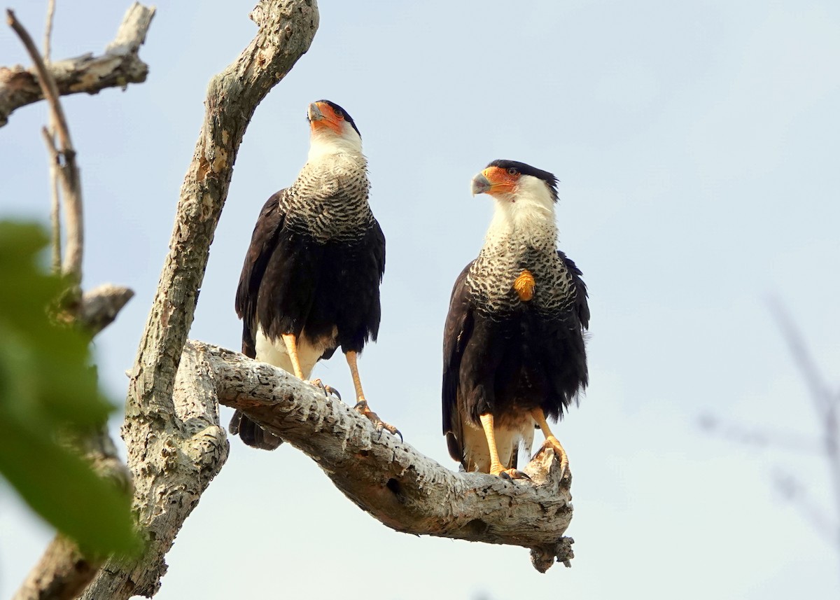 Crested Caracara - ML429567301