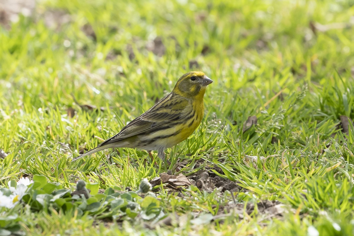 European Serin - Kike Junco