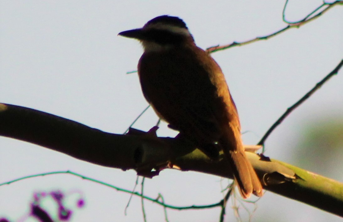 Great Kiskadee - ML429571741