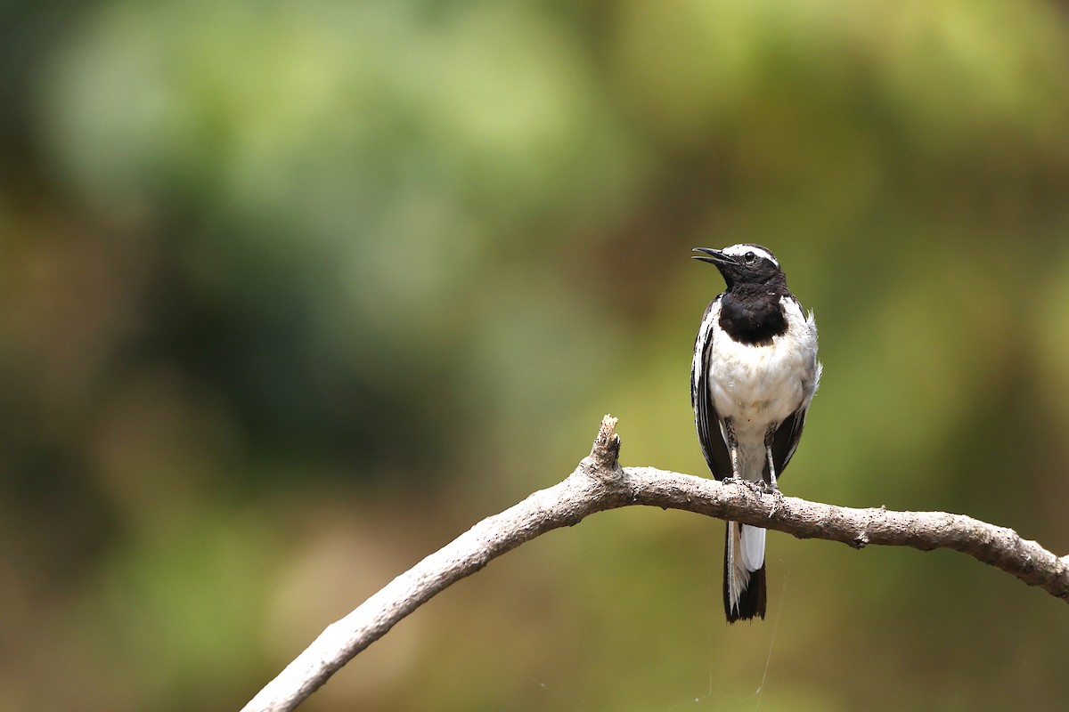 White-browed Wagtail - ML429572791