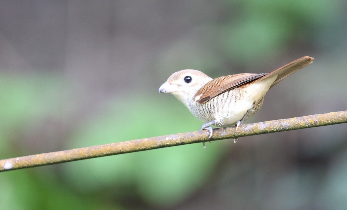 Tiger Shrike - ML429573441