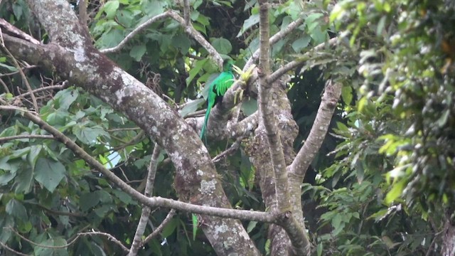 Quetzal resplendissant - ML429575221